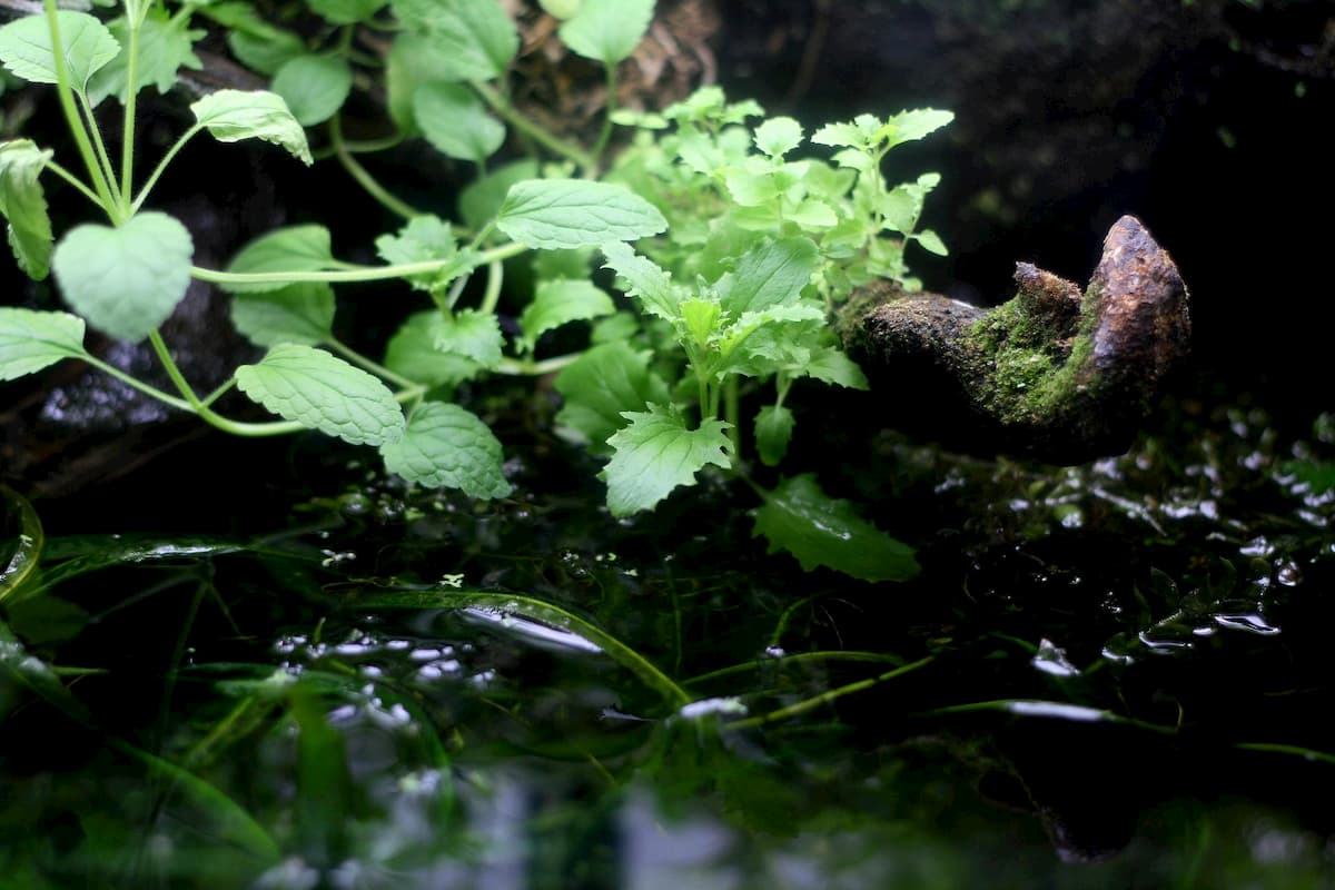 Paludarium setup