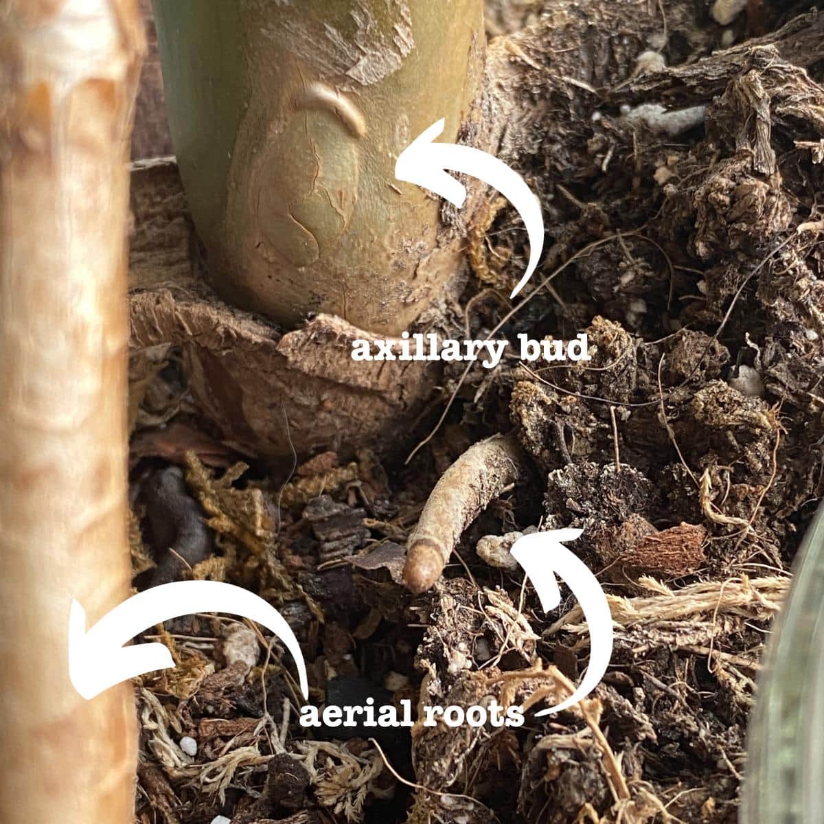 What to do with Monstera aerial roots: cut them, tuck them, or leave them  alone? - Planet Houseplant