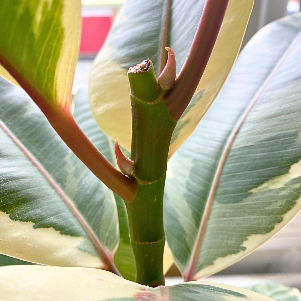 monstera monkey bakımı Monstera Monkey Leaf main image 0
