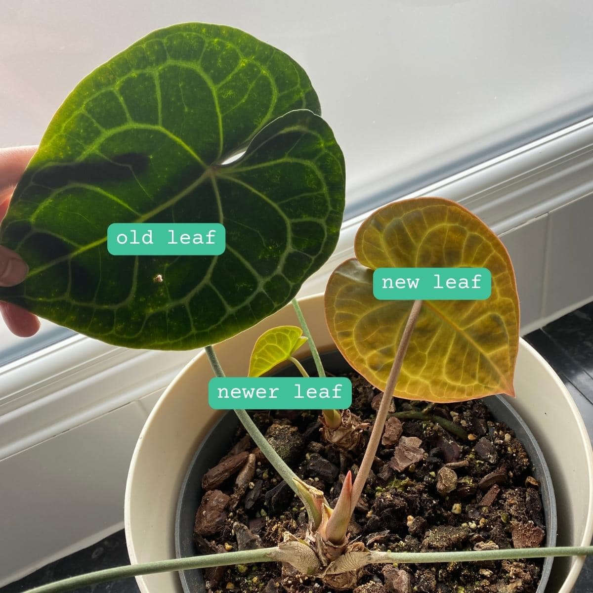 Stop being scared to cut your Monstera. Here's when pruning actually helps  - Planet Houseplant