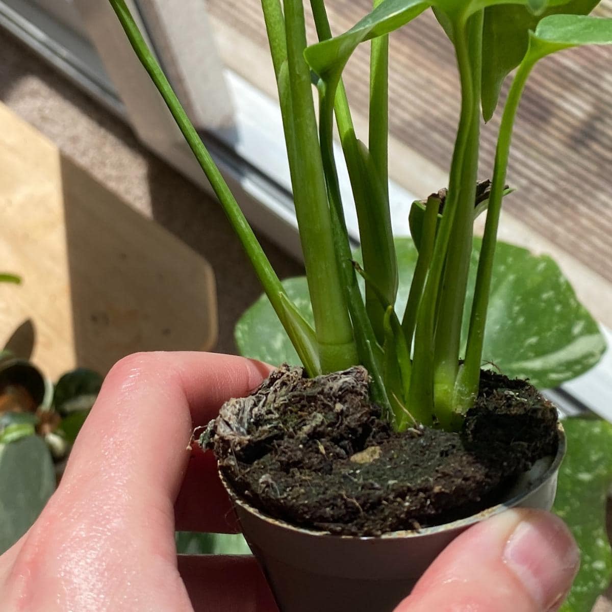 Baby Monstera Care Guide - Planet Houseplant