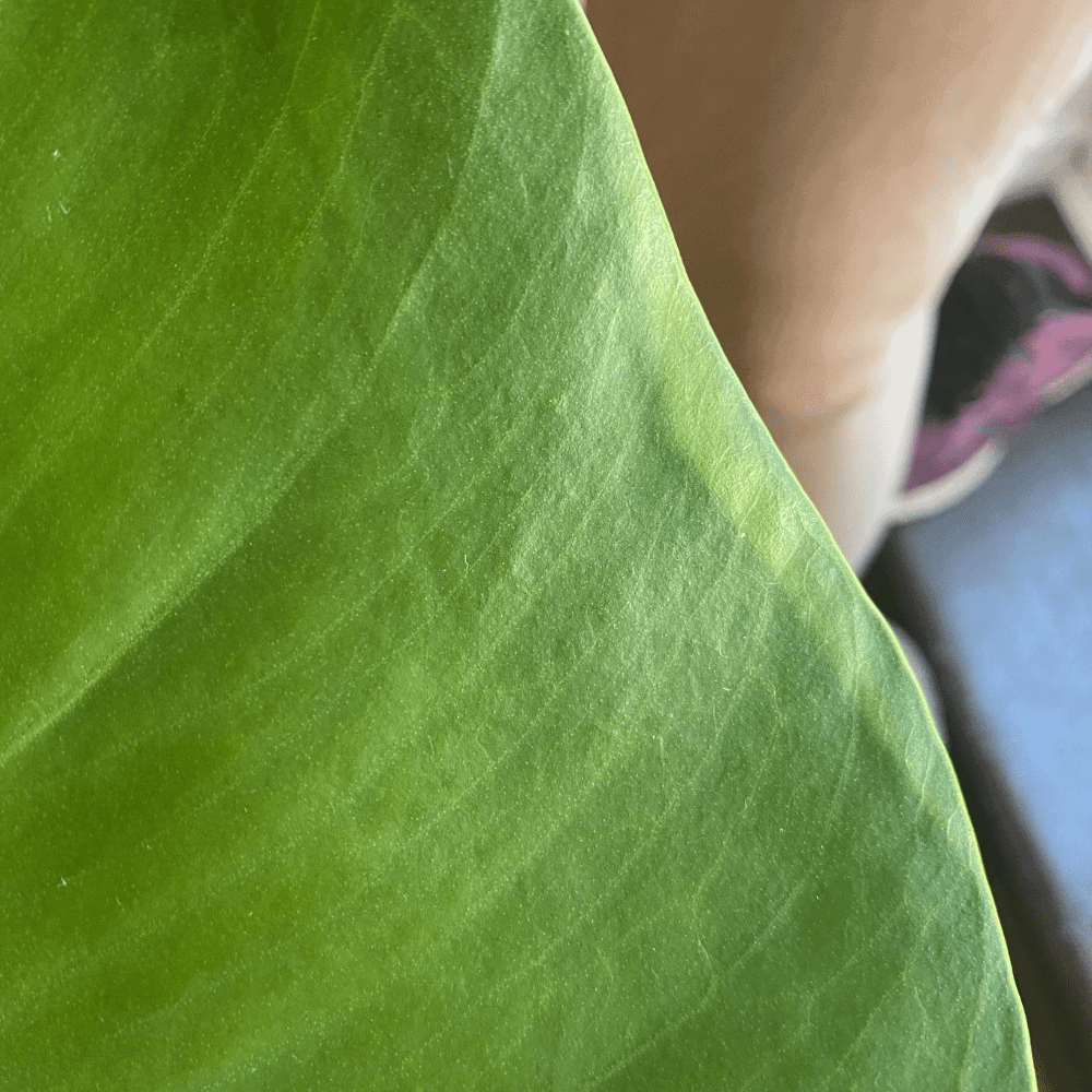 Stop being scared to cut your Monstera. Here's when pruning actually helps  - Planet Houseplant