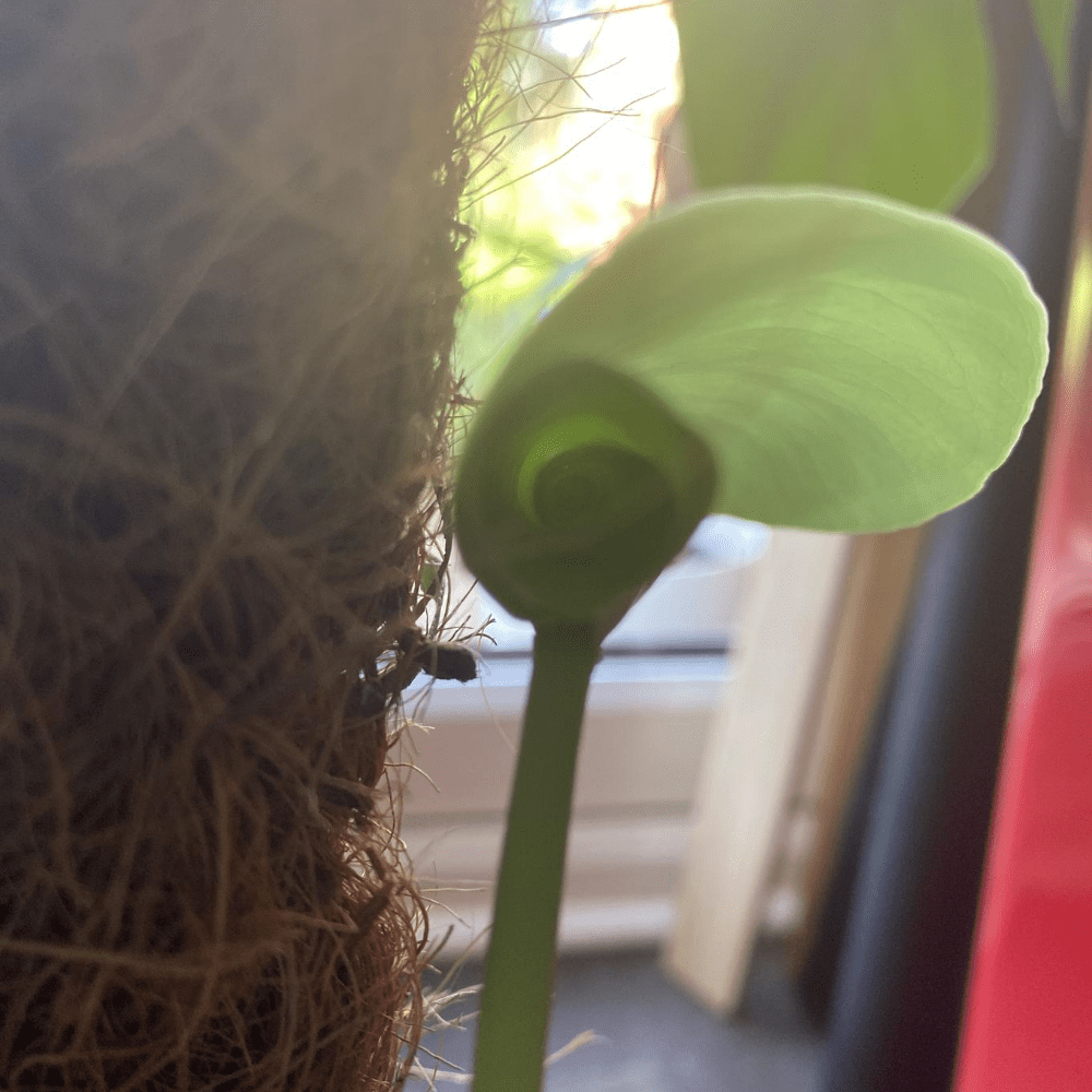 philodendron dragon tail Dragon Tail Plant – Hey Rooted main image 0