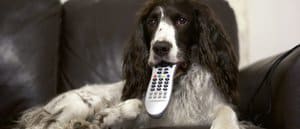 learn english tv
