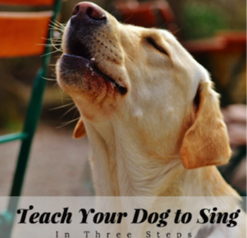 How To Teach Your Dog To Sing On Cue Hot Dog Tricks