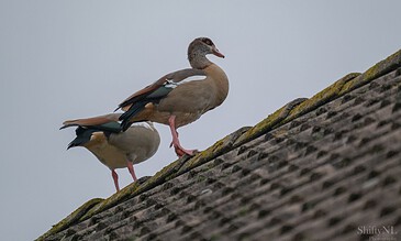 1. Two Egyptian geese standing on a moss-covered tiled rooftop against a cloudy sky.