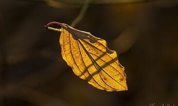 a leaf in the winter sunshine