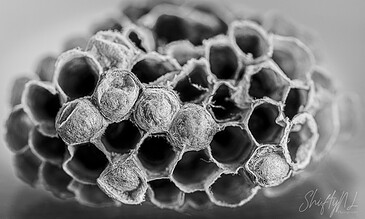abandoned wasp nest