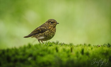 adolescent robin