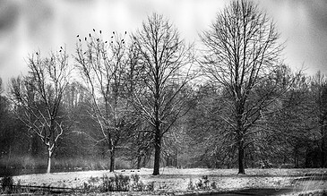 1. Snow-covered trees in a winter landscape with overcast sky, black and white photography capturing nature’s winter serenity.