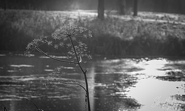 another winter creation in black and white