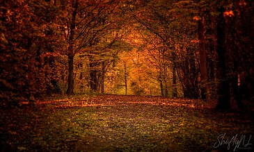 Autumn forest pathway with orange and red fall foliage, scenic nature landscape, warm tones, peaceful forest trail, vibrant autumn leaves.