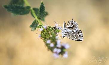 Macro Photography Portfolio – ShiftyNL Photography, Awesome butterfly