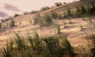1. Sandy dunes with green grass and soft lighting create a peaceful natural landscape at sunset.