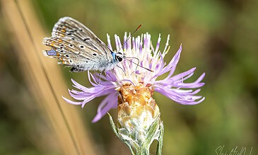 beautiful butterfly digging for food