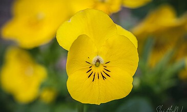 beautiful yellow