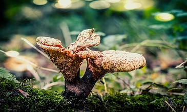 Deer Mushroom in a lush forest with vibrant green foliage, captured in a close-up macro shot showcasing intricate textures and natural beauty.