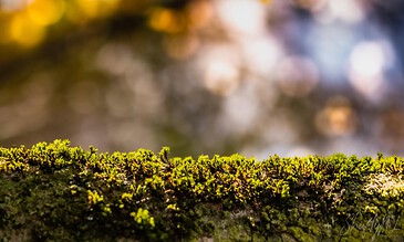 Vivid close-up of moss growing on a tree branch with a beautifully blurred bokeh background of nature's colors.