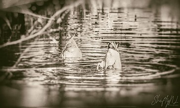 Two ducks swimming in a calm body of water, captured in a vintage, sepia-toned style, showcasing peaceful nature moments.