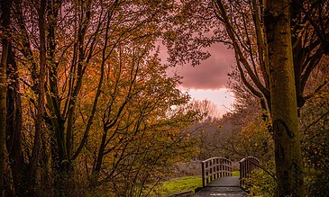 Autumn forest scene with a small wooden bridge, colorful fall foliage, and vibrant pink sky during sunset. Perfect for nature, outdoor, and seasonal photography.