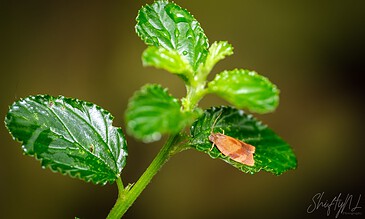 Bright green mint leaves with a tiny brown moth resting on one leaf, highlighting detailed textures and natural beauty in close-up macro photography.