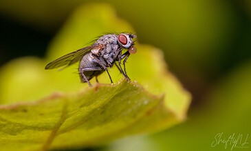 Vivid macro shot of a fly on a green leaf, showcasing detailed textures and vibrant colors. Perfect for nature photography enthusiasts and wildlife lovers.