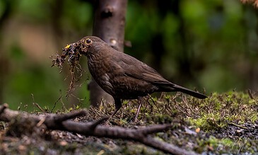 1. Bird holding a bundle of twigs and nesting material in its beak in a lush forest setting.