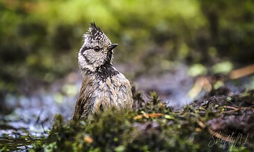 crested washing itself