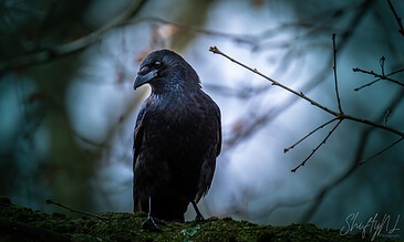 A majestic black bird perched on a moss-covered branch in a dense forest, captured in sharp detail with soft background bokeh.