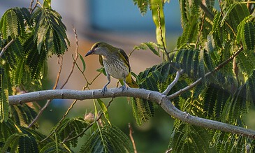 curious golden oriole