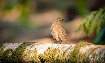 Small brown bird perched on a moss-covered log in a lush forest, capturing a peaceful natural moment.