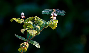 dragon fly posing for me