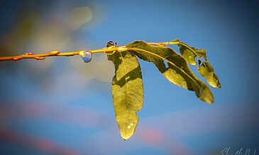 Bright green leaves and a water droplet on a plant stem captured in close-up with a vibrant blue sky background.