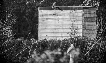 falcon on the lookout