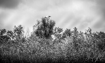 1. A bird soaring above a lush treetop against a cloudy sky in black and white.