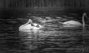 Elegant pair of swans swimming peacefully on a calm lake with a forest backdrop, captured in stunning black and white photography.