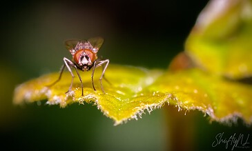 1. Close-up of a fly perched on a green leaf showcasing detailed features with a dark blurred background.