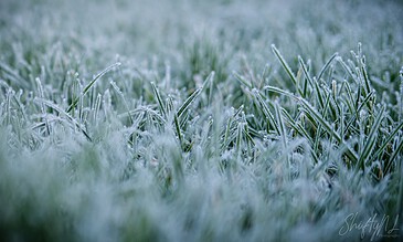 Frost-covered grass blades in a close-up shot showcasing early winter morning serenity and natural beauty.
