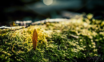 1. Close-up of moss with a single brown leaf, sunlight highlighting the vibrant green texture, blurred background creating a peaceful and natural scene.