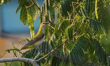 golden oriole on alert