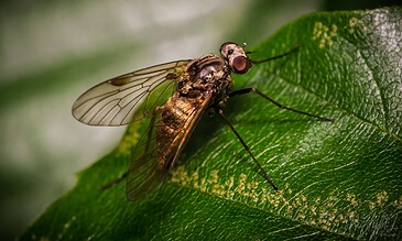 1. Close-up of a detailed insect perched on a vibrant green leaf with intricate vein patterns, showcasing macro photography of nature.