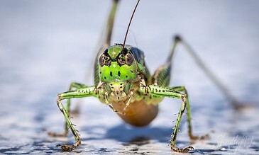 grasshopper with a missing accessorie
