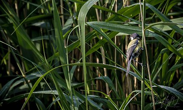 great tit caching insects