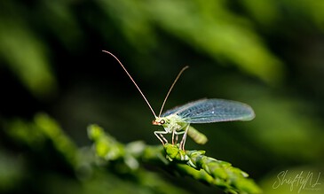 A close-up macro shot of a delicate green insect with transparent wings perched on a plant stem against lush green foliage background.