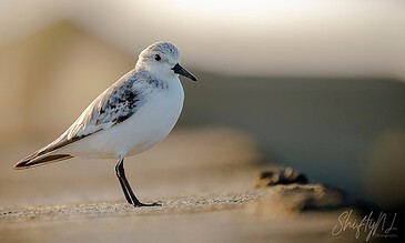 handsome birdie