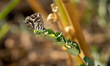 hello, handsome butterfly
