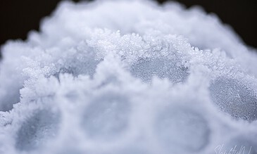 icy creations in the garden
