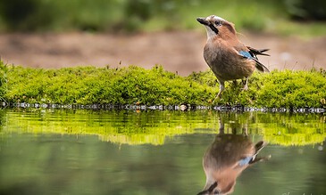 1. A Eurasian Jay bird perched on green moss near water reflecting its image, showcasing nature photography with vibrant details.