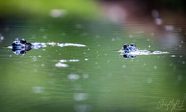 1. Frogs peeking through calm water in a lush green environment, capturing nature's wildlife in a serene setting.