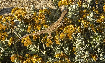 little lizard on top of yellow flowers